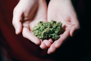 Czy marihuana powinna być legalna? Poznaj argumenty za i przeciw